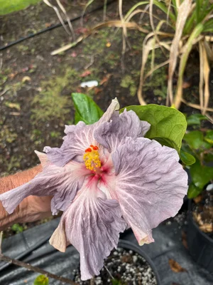 Hibiscus rosa-sinensis 'Misty Mountain' — Vintage Green Farms with
